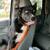 Beautiful Husky/Border Collie - Rehoming 5 thumbnail