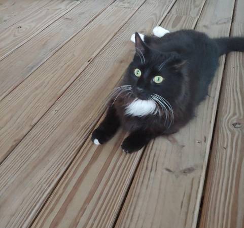rehoming beautiful tomcat, 5 years old (Pensacola)63836589601153121