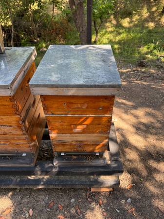 Bee Hive 1