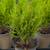 Lemon Cypress 4 thumbnail