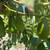 avocado , Sir prize ,steward , ,Pinkerton  , jutano  Fueter ,mexicola 16 thumbnail