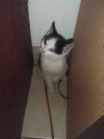 2 kitten left (Visalia California)64025057071873120
