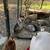 Ethically raised Coturnix Quail 13 thumbnail