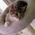 Free kitten 1 thumbnail