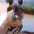 Sphynx Kitten 2 thumbnail