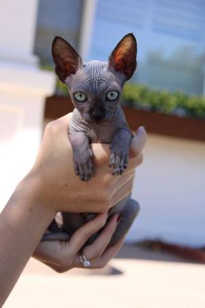Kitten Sphynx (Vallejo)605440556339056641