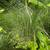 MaidenGrass 3 thumbnail