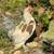 Bantam rooster 1 thumbnail