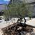 Mature olive trees 17 thumbnail