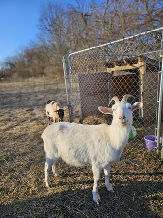 Saanan Bred Goat Milk Doe 1