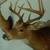 Two deer mounts 6 thumbnail