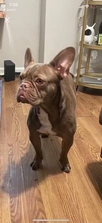 Large French boy bulldog 1