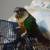 Green Cheek Conure 6 thumbnail