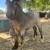 Bay Roan Gypsy Colt 4 thumbnail
