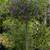 Solanum Patio Tree 16 thumbnail