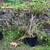 Lonicera Nitida 2 thumbnail