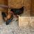 Bantams/kikirikis 13 thumbnail