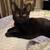 This Sunday Cat & Kitten Adoption Event - Downtown Livermore 5 thumbnail