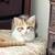 Kittens 4 thumbnail