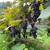 Concord grapes by the 5/gal 1 thumbnail