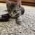 Rehoming Cat 2 thumbnail