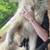 Removing great Pyrenees 2 year old female 3 thumbnail