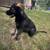 Akc German shepherds Working line 2 thumbnail