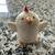 Small Ceramic Chickens and Duck (Set of 3) 3 thumbnail