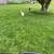 Chickens 1 thumbnail