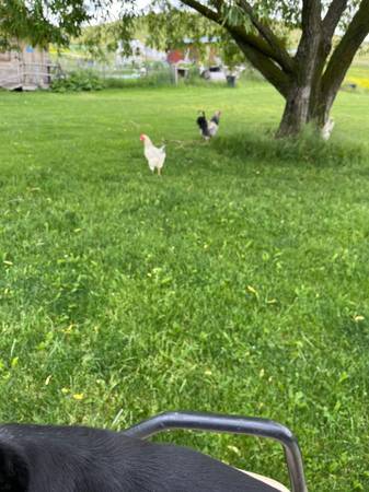 Chickens 1