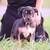 XL American Bully Male 1 thumbnail