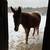 Experienced Farm Hand for Hire, Horses, Livestock, Gardens 17 thumbnail