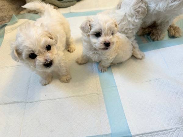 Maltipoo Puppies (Mukilteo)63853558031233121