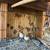 Finches 1 thumbnail