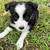Mini Australian shepherd puppies 1 thumbnail