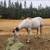 APHA Mare 6 thumbnail