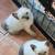 Sealpoint siamese kitten 8 thumbnail