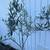 Olive Tree 2 thumbnail