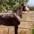 Caballo 5 thumbnail