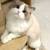 PerfectRagdollkittens 1 thumbnail