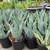 CACTUS Century Plants Blue Agave or Yellow Edges 3 Gal. Pots 8 thumbnail