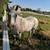 Appaloosa F 7 years old. 3 thumbnail