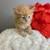 long haired orange female kitten 3 thumbnail