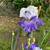 FREE IRIS RHIZOMES (plus random bonus plants) 7 thumbnail
