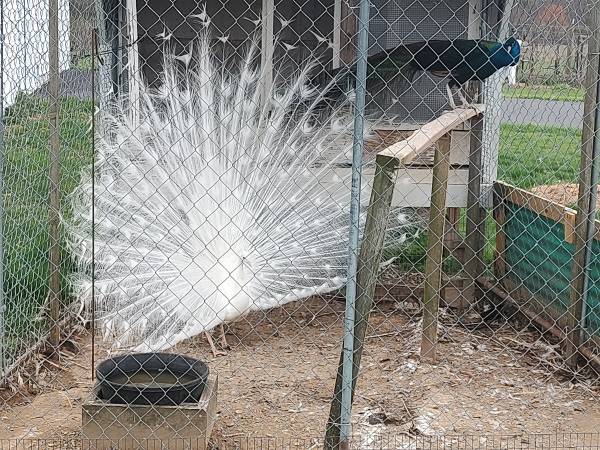 Silver peacock 1