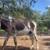 Mini jack THE kindest mini donkey you will ever meet 3 thumbnail