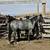 2 yo blue roan filly / Horse 1 thumbnail