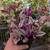Rare LIVE Inside or Outside House PLANTS. MANY to Choose From 12 thumbnail