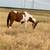 2 male horses 3 thumbnail