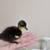 Call ducklings 2 thumbnail